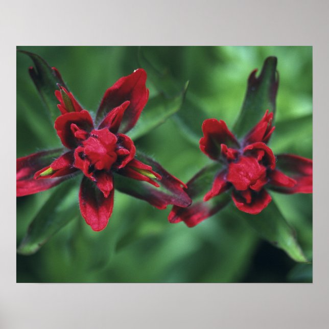 Indian Paintbrush, Banff NP, Alberta, Kanada 2 Poster (Framsidan)