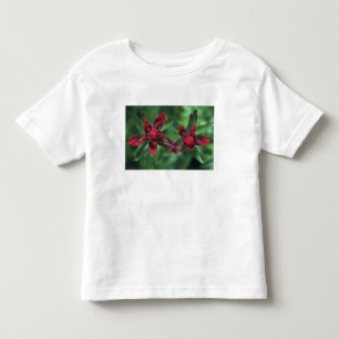 Indian Paintbrush, Banff NP, Alberta, Kanada 2 T Shirt