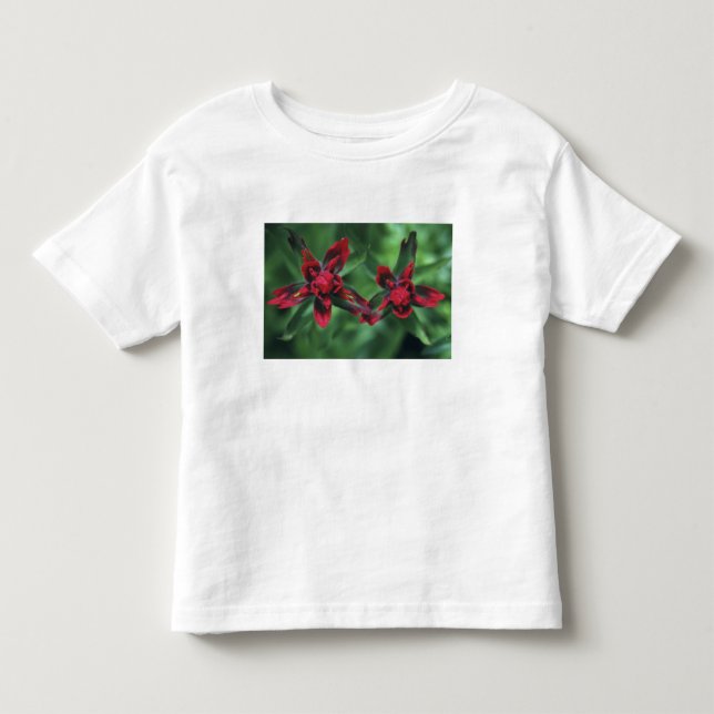 Indian Paintbrush, Banff NP, Alberta, Kanada 2 T Shirt (Framsida)