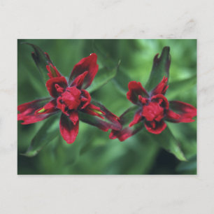 Indian Paintbrush, Banff NP, Alberta, Kanada 2 Vykort