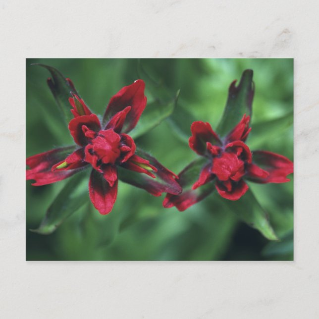 Indian Paintbrush, Banff NP, Alberta, Kanada 2 Vykort (Framsida)