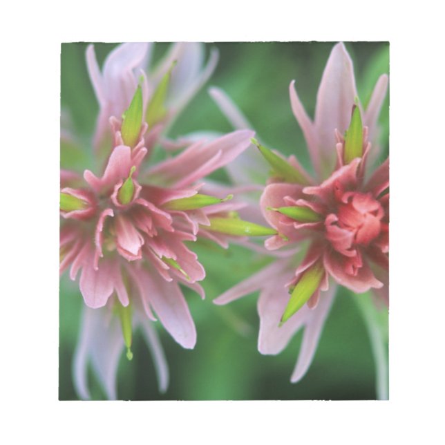 Indian Paintbrush, Banff NP, Alberta, Kanada Anteckningsblock (Framsida)