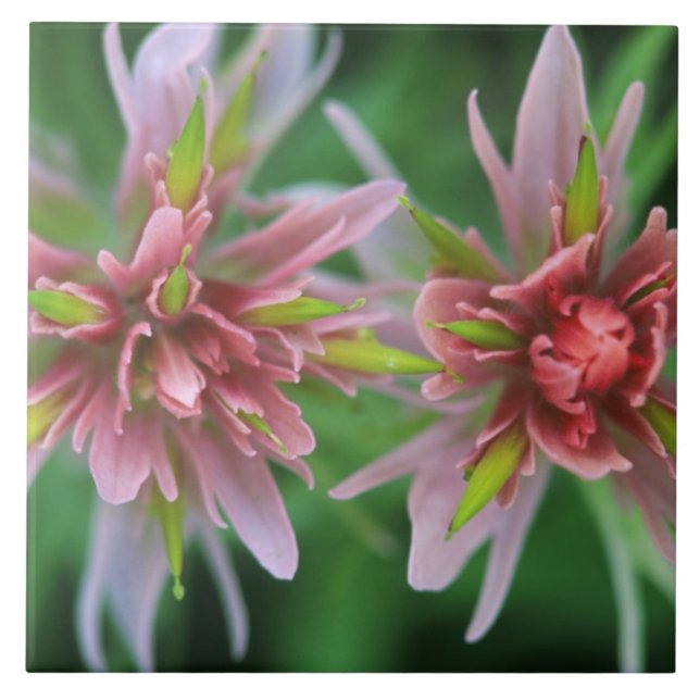 Indian Paintbrush, Banff NP, Alberta, Kanada Kakelplatta (Framsidan)