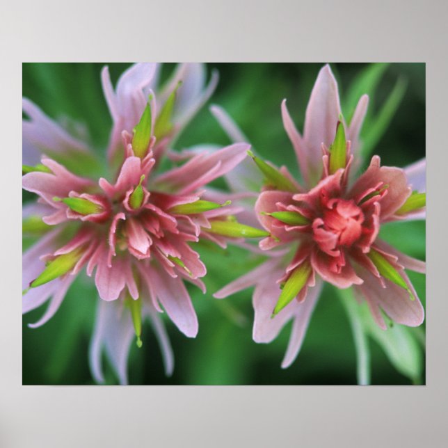 Indian Paintbrush, Banff NP, Alberta, Kanada Poster (Framsidan)