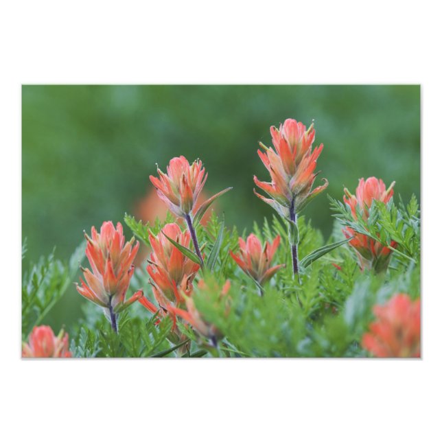 Indian Paintbrush, Castilleja miniata, Ouray Fototryck (Framsidan)