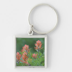 Indian Paintbrush, Castilleja miniata, Ouray, Fyrkantig Silverfärgad Nyckelring