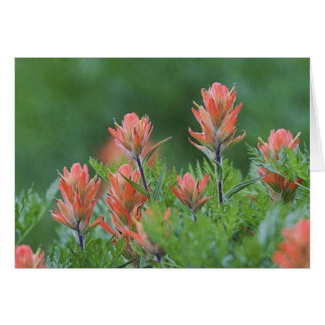 Indian Paintbrush, Castilleja miniata, Ouray Hälsningskort (Framsidan Horizontal)