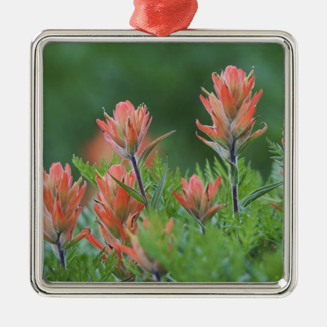 Indian Paintbrush, Castilleja miniata, Ouray Julgransprydnad Metall (Framsidan)