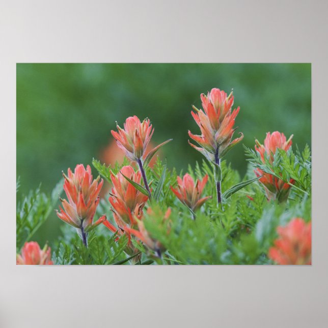 Indian Paintbrush, Castilleja miniata, Ouray Poster (Framsidan)