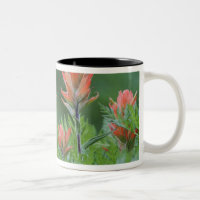 Indian Paintbrush, Castilleja miniata, Ouray,