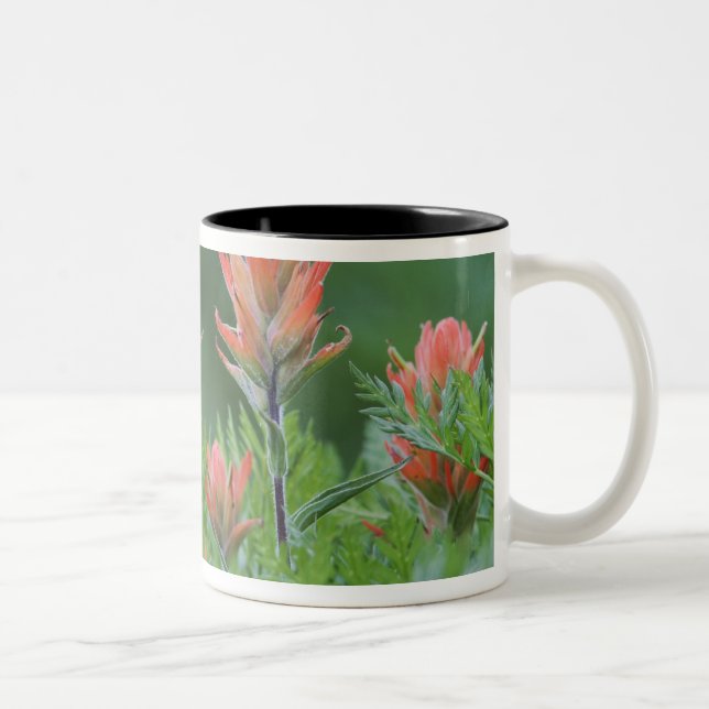 Indian Paintbrush, Castilleja miniata, Ouray, Två-Tonad Mugg (Höger)