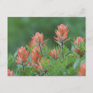 Indian Paintbrush, Castilleja miniata, Ouray, Vykort