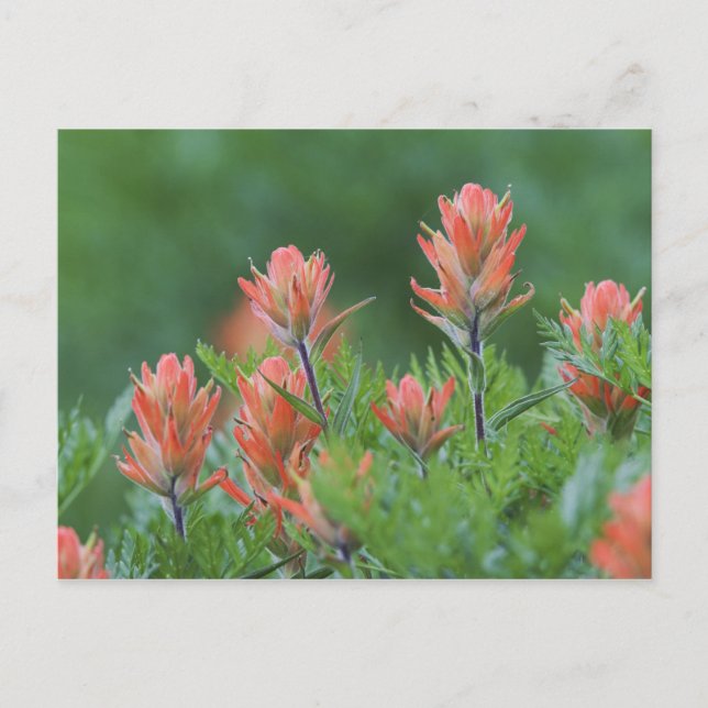 Indian Paintbrush, Castilleja miniata, Ouray, Vykort (Framsida)
