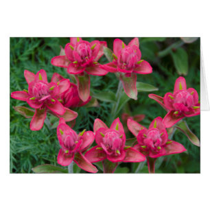 Indian Paintbrush Hälsningskort