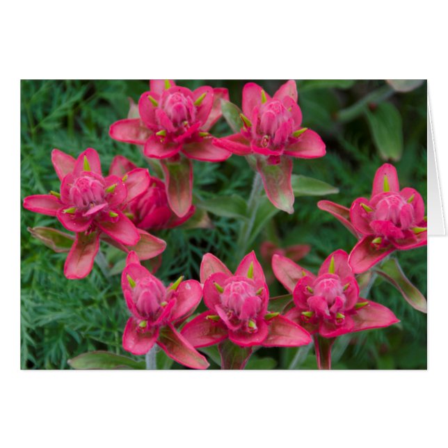 Indian Paintbrush Hälsningskort (Framsidan Horizontal)
