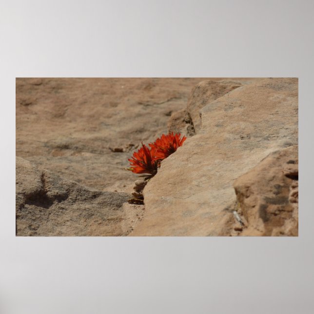 Indian Paintbrush i klippor på Zion Poster (Framsidan)