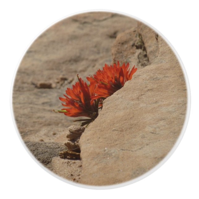 Indian Paintbrush i klippor vid Zion Knopp (Framsidan)