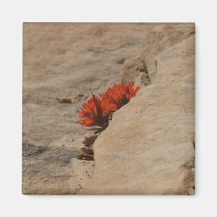 Indian Paintbrush i klippor vid Zion Magnet