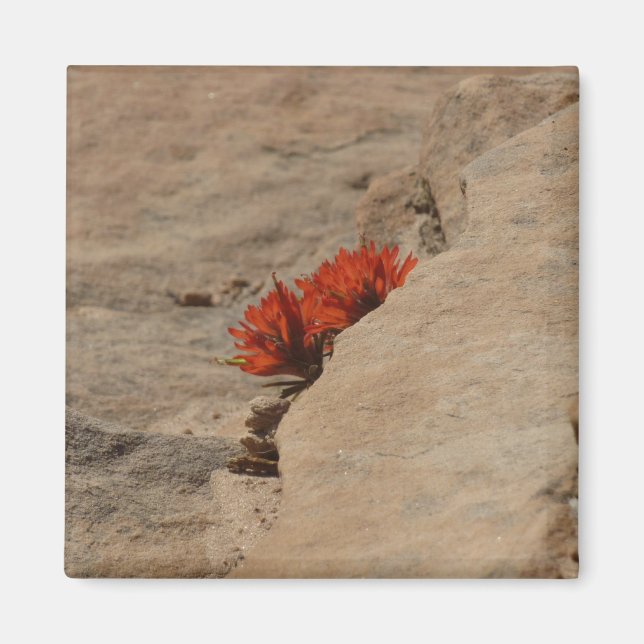 Indian Paintbrush i klippor vid Zion Magnet (Framsidan)
