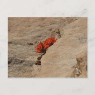 Indian Paintbrush i klippor vid Zion Vykort