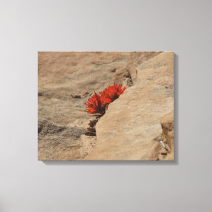 Indian Paintbrush i Sten i Zion Canvastryck