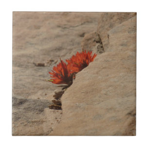 Indian Paintbrush i Sten i Zion Kakelplatta