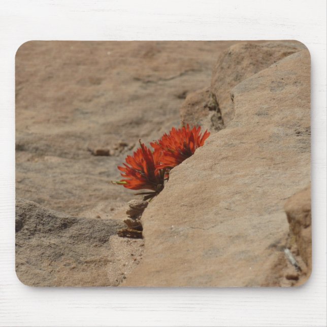 Indian Paintbrush i Sten i Zion Musmatta (Framsidan)