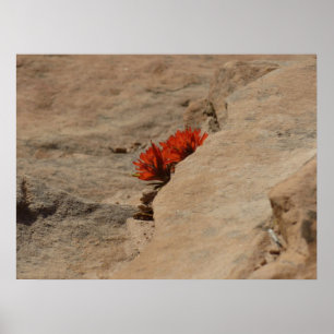 Indian Paintbrush i Sten i Zion Poster