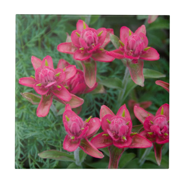 Indian Paintbrush Kakelplatta (Framsidan)