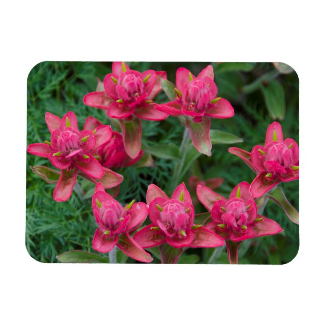 Indian Paintbrush Magnet (Horisontell)