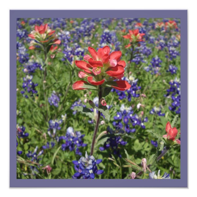 Indian Paintbrush och Texas Bluebonnets Fototryck (Framsidan)
