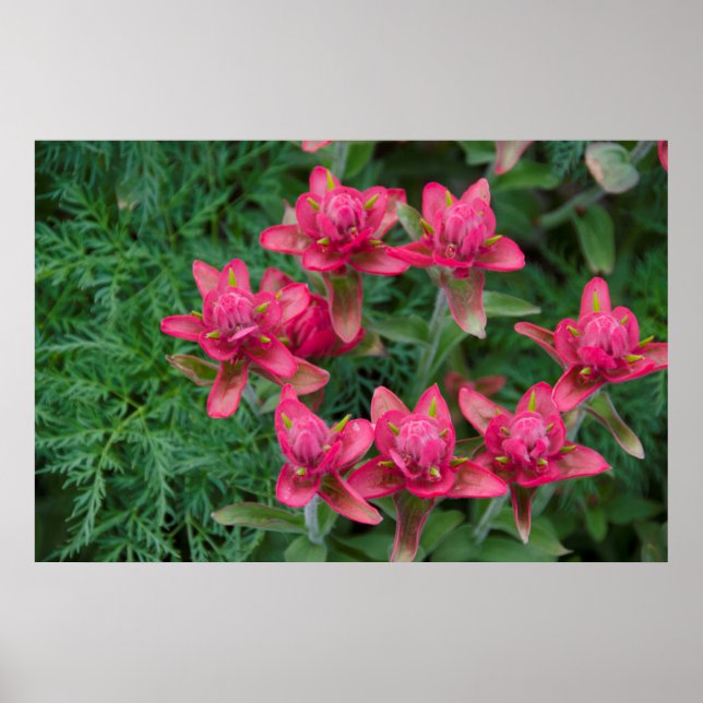 Indian Paintbrush Poster (Framsidan)
