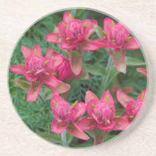 Indian Paintbrush Underlägg