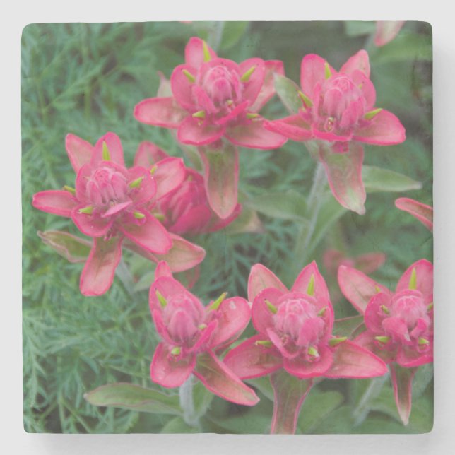 Indian Paintbrush Underlägg Sten (Framsidan)
