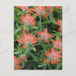 Indian paintbrush vilda blommor i Many Vykort