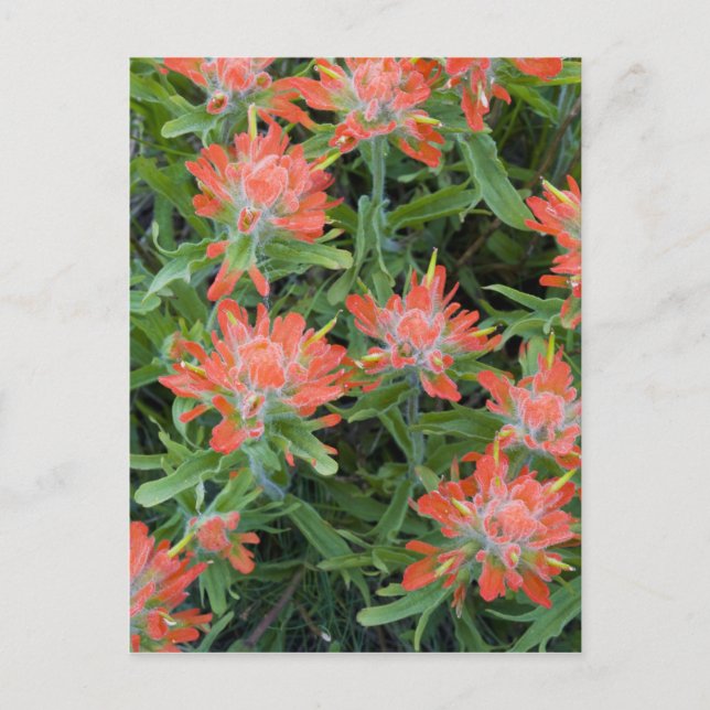 Indian paintbrush vilda blommor i Many Vykort (Framsida)