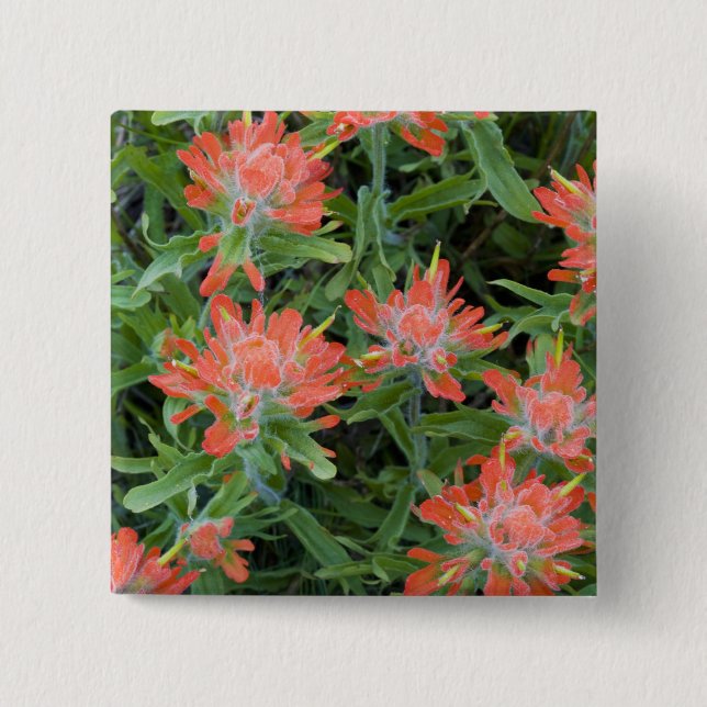 Indian paintbrush-vildblommor i Many Knapp (Framsida)