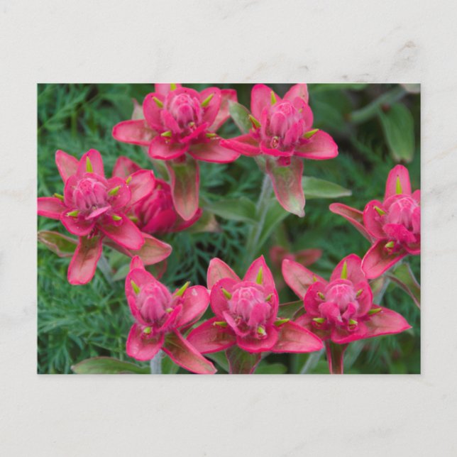 Indian Paintbrush Vykort (Framsida)