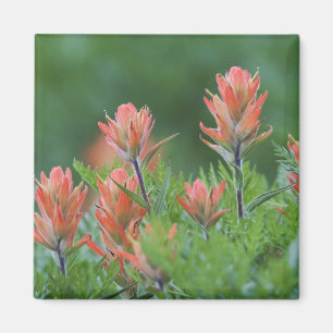 Indian Pensel, Castilleja miniata, Ouray, Magnet