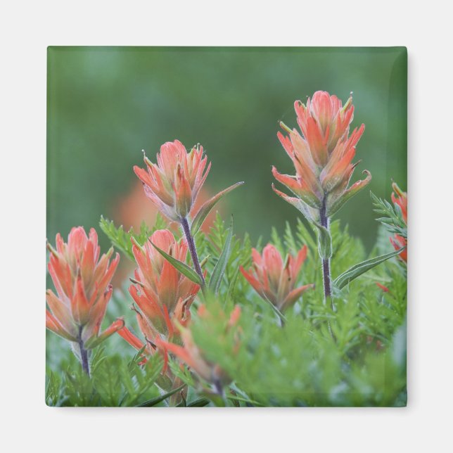Indian Pensel, Castilleja miniata, Ouray, Magnet (Framsidan)