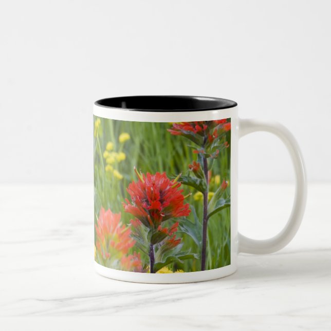 Indian pensel och biscuitrot vilda blommor Två-Tonad mugg (Höger)