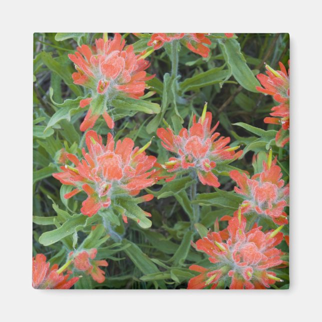 Indian penselfloror i Many Magnet (Framsidan)