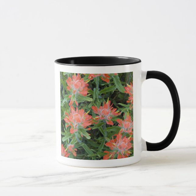 Indian penselfloror i Many Mugg (Höger)