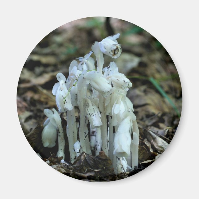 Indian Pipe Wildflowers Nature  Magnet (Framsidan)