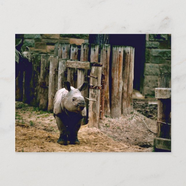 Indian Rhino Vykort (Framsida)