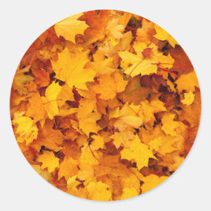 Indian Summer Golden Löv Runt Klistermärke
