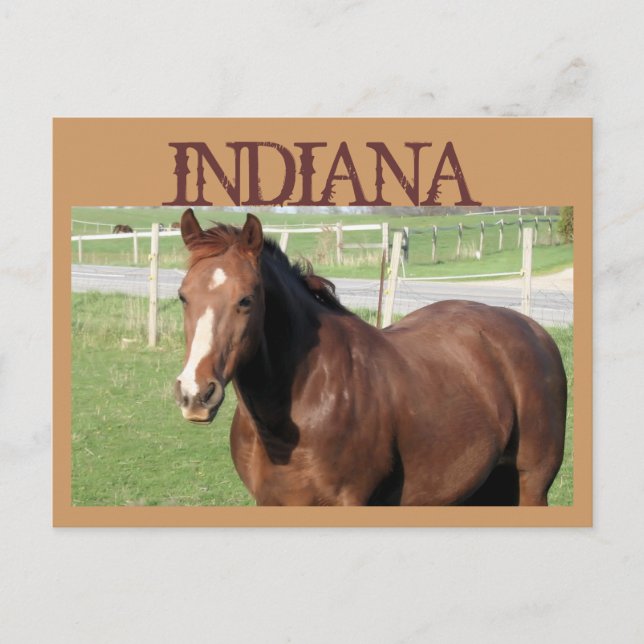 INDIANA Horse Vykort (Framsida)