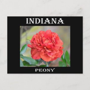 Indiana Peony Vykort