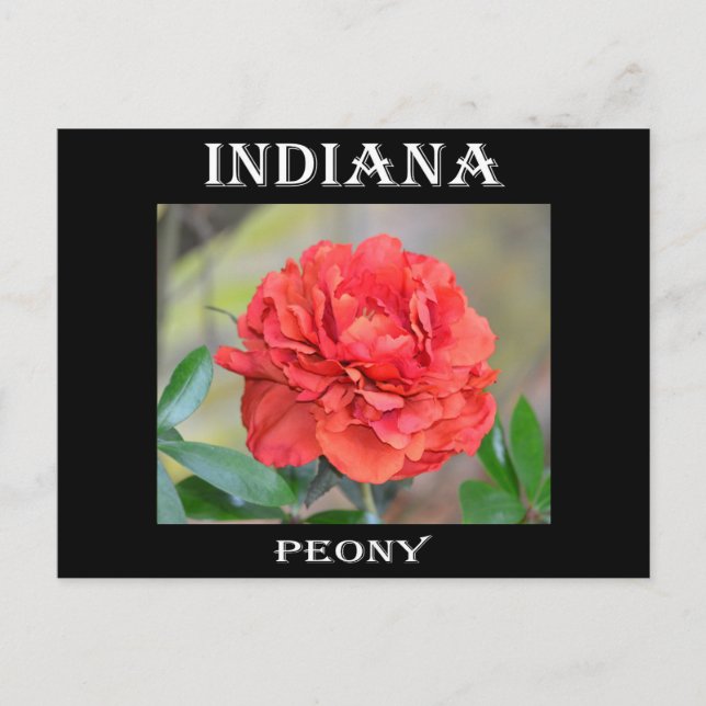 Indiana Peony Vykort (Framsida)