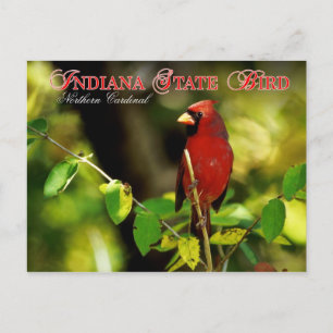 Indiana State Bird - Northern Kardinal Vykort